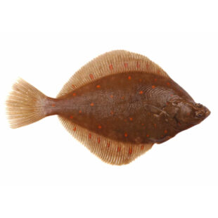 European Flounder (Plaice)