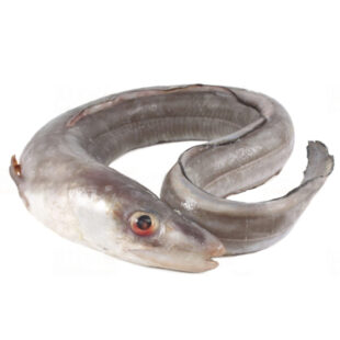 Conger Eel (Head-Off and Gutted)